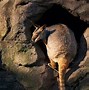 Image result for Australia Nature