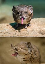Image result for Weird Cute Baby Animals