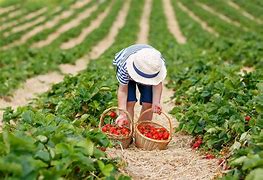 Image result for People Picking Strawberries Landscape