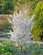 Image result for Prunus nipponica Brilliant