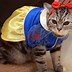 Image result for Cute Cat Halloween Costumes