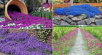 Image result for Annual Ground Cover