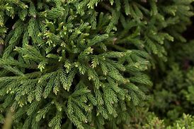 Image result for cryptomeria_japonica