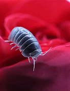 Image result for Silly Isopod