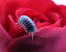 Image result for Isopod Junkie