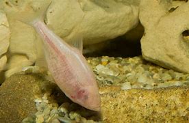 Image result for C. American Cave Fish