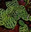 Image result for Jewel Orchid