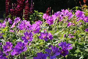 Image result for Geranium Sirak