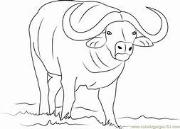 Image result for Buffalo Animal Coloring Pages