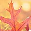 Image result for Autumn iPhone Wallpaper