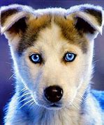 Image result for Beautiful Dog Eyes