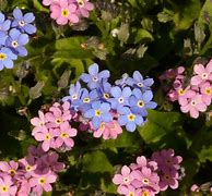 Image result for Heart of Forget Me Nots