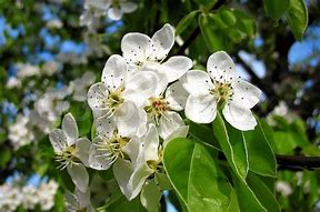 Image result for Apple Tree in August