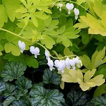 Image result for Dicentra spectabilis White Gold