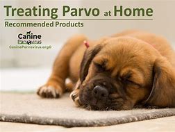 Image result for Parvo Medicine