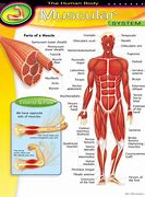 Image result for Muscles Symptom Body Chart