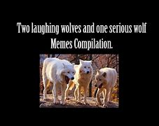 Image result for Wolfves Laughing Meme