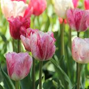 Tulipa Hemisphere માટે ઇમેજ પરિણામ