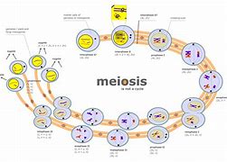 Image result for Meiosis 8 Phases