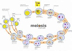 Image result for meiosis