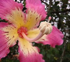 Image result for Famous Flowers in Brazil