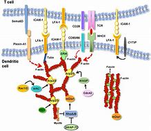 Image result for actin�mrtro