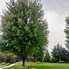 Image result for Autumn Blaze Acer Tree