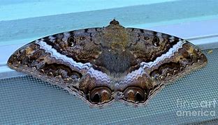 Image result for Witch Moth