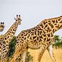 Image result for What Is the Biggest Animal