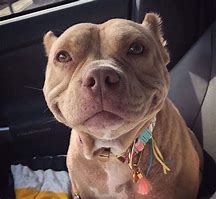 Image result for Happy Pitbull Puppy