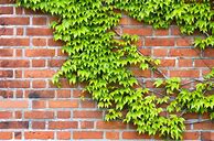 Image result for Identifying Tree Climbing Vines