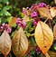 Image result for Callicarpa dichotoma Cardinal