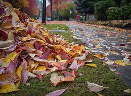 Image result for Pile of Green Leaves