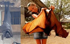 Image result for Flying Fox with Human
