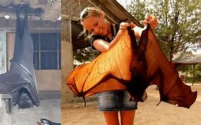 Image result for South American Giant Bat