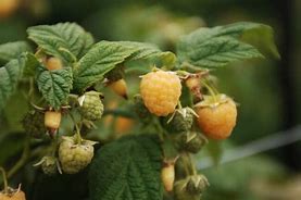 Image result for Rubus idaeus All Gold