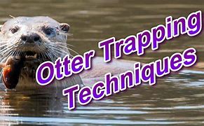 Image result for Otter Trapping