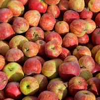 Image result for Dwarf Stayman Winesap Apple Tree