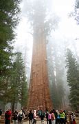 Image result for World's Biggest Tree
