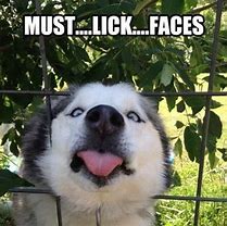 Image result for Husky Meme Funny Face
