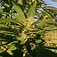Image result for Brown Cannabis Buds
