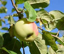 Image result for Apple with Tree Picture TLM