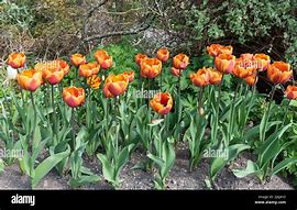 Tulipa Bronze Perfection-साठीचा प्रतिमा निकाल