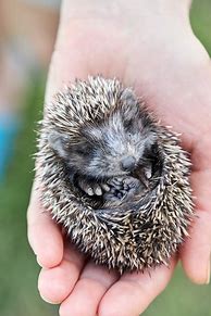 Image result for Hedgehog Holding in Hand