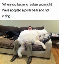 Image result for Confused Dog Meme