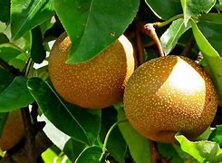 Image result for Pear Asia