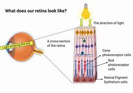 Image result for Retina of Eye Model