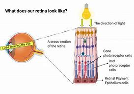 Image result for Retina Rods and Cones Sem