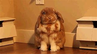 Image result for Cutest Thing in the World