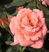 Image result for Pink Promise Hybrid Tea Rose